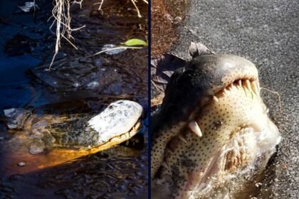 north carolina frozen alligators